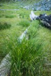 Showy Sedge in subalpine meadow