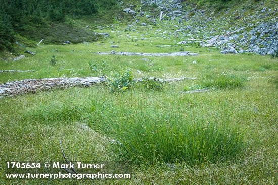 Carex spectabilis