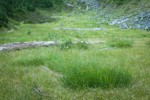 Showy Sedge in subalpine meadow