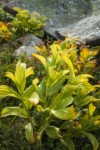 Green Corn Lily foliage turning autumn yellow