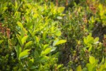 Cascade Blueberries in fruit