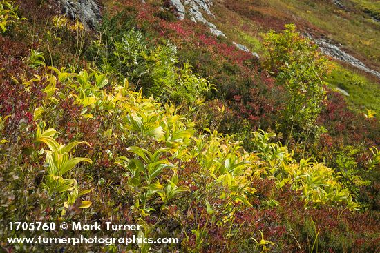 Veratrum viride; Sorbus sitchensis; Vaccinium deliciosum