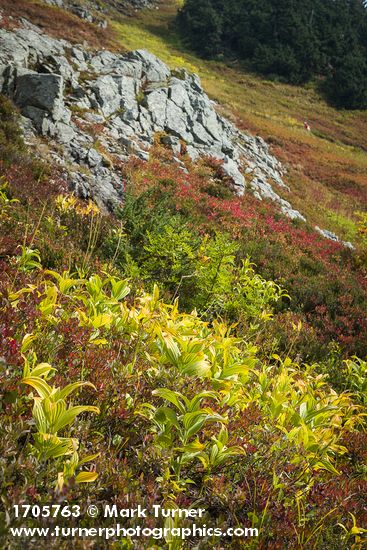 Veratrum viride; Sorbus sitchensis; Vaccinium deliciosum