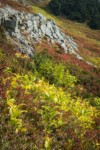 Green Corn Lilies, Sitka Mountain Ash among Huckleberries, early autumn