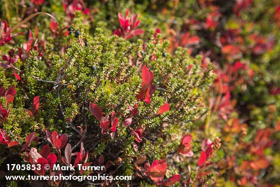 Empetrum nigrum; Vaccinium deliciosum