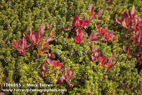 Empetrum nigrum; Vaccinium deliciosum