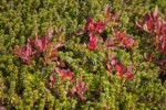 Crowberry among Cascades Blueberries