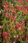 Crowberry among Cascades Blueberries