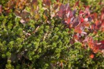 Crowberry among Cascades Blueberries