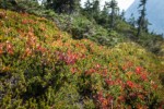 Crowberry among Cascades Blueberries