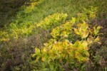 Green Corn Lilies turning autumn gold