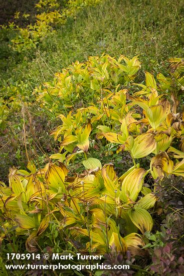 Veratrum viride