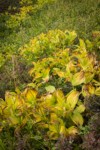 Green Corn Lilies turning autumn gold