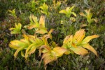 Green Corn Lilies turning autumn gold