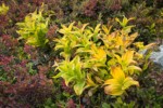 Green Corn Lilies turning autumn gold