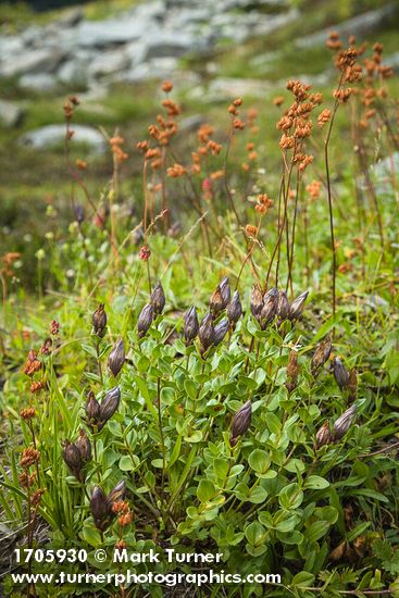 Gentiana calycosa; Leptarrhena pyrolifolia