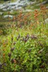 Explorer's Gentian and Leatherleaf Saxifrage in fruit