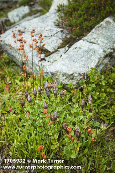 Gentiana calycosa; Leptarrhena pyrolifolia