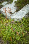 Explorer's Gentian and Leatherleaf Saxifrage in fruit