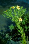 Rough-Fruited Cinquefoil