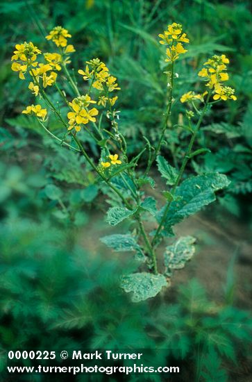 Brassica nigra