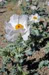 Prickly Poppies