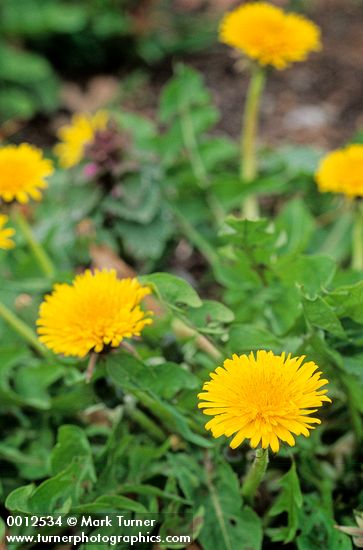 Taraxacum officinale