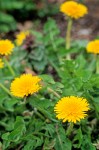 Common Dandelion w/ blossoms