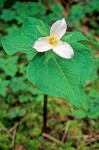 Western Trillium