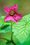 Salmonberry blossom & foliage