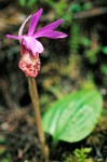 Calypso Orchid