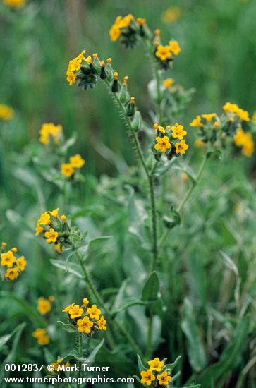 Amsinckia intermedia