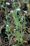 Cryptantha intermedia