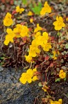 Yellow Monkey Flower