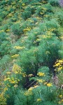 Gravel road bordered by Suksdorf's Desert Parsley