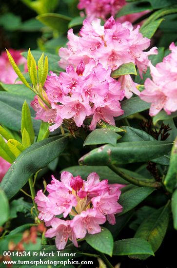 Rhododendron macrophyllum