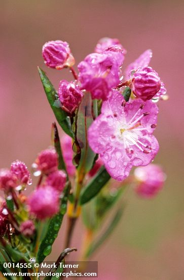 Kalmia microphylla