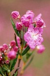 Western Bog Laurel blossoms sparkle w/ raindrops