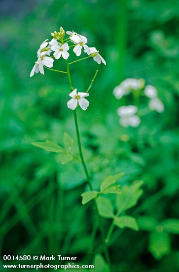 Cardamine angulata