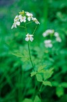 Cardamine angulata