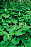 Maianthemum dilatatum