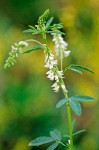 White Sweet Clover blossoms & foliage detail