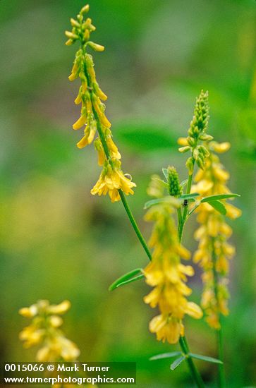 Melilotus officinalis