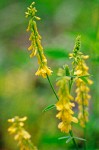Yellow Sweet Clover blossoms detail