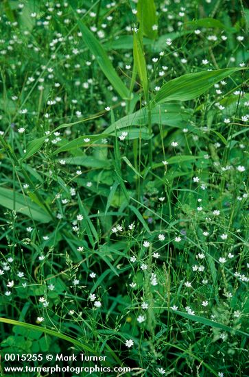 Stellaria graminea