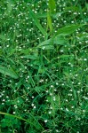 Lesser Stitchwort