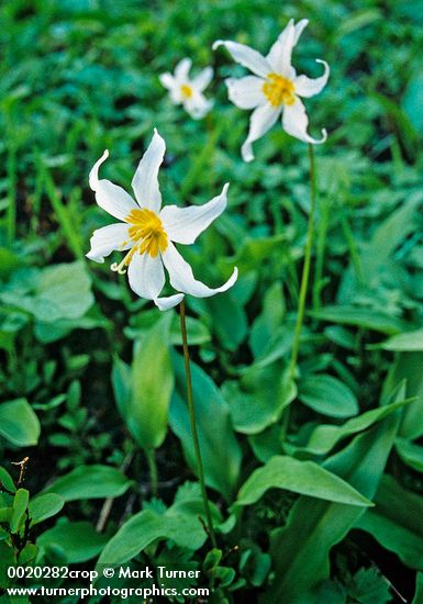 Erythronium montanum