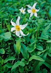 Avalanche Lilies