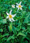 Erythronium montanum