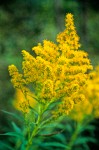 Canada Goldenrod flower clusters detail